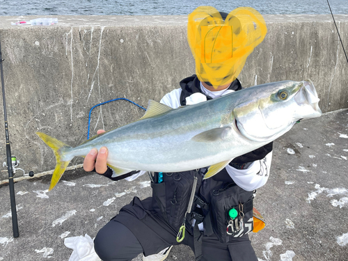 ワラサの釣果