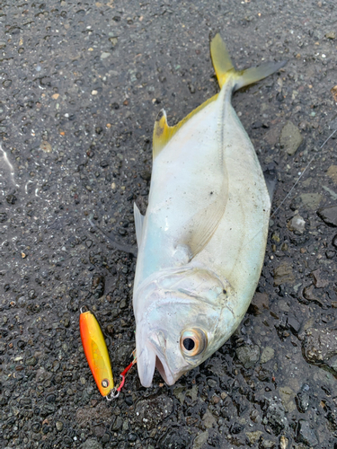 メッキの釣果