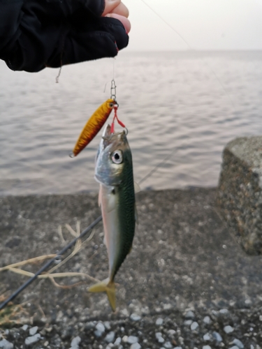 サバの釣果