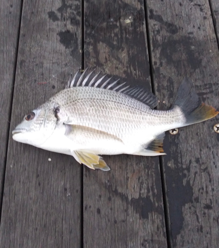 キビレの釣果