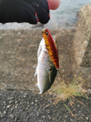 サバの釣果