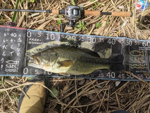 ラージマウスバスの釣果