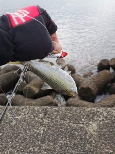 コノシロの釣果