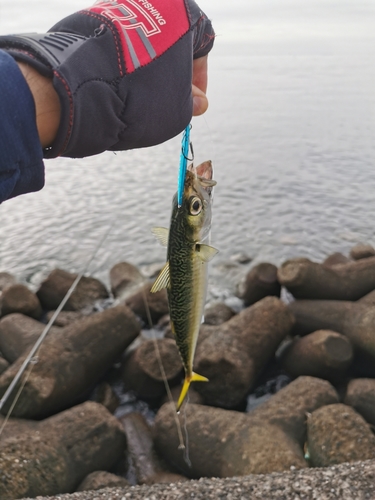 サバの釣果