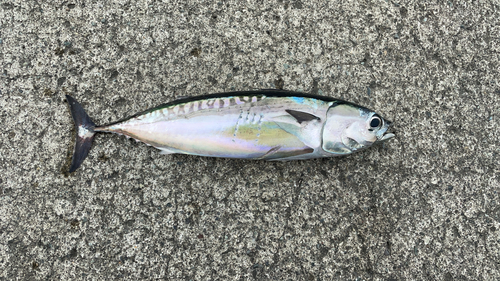 マルソウダの釣果