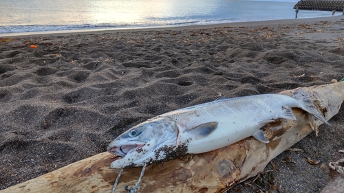 サケの釣果