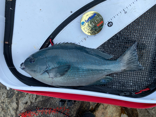 クチブトグレの釣果