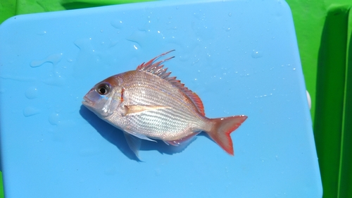 チダイの釣果