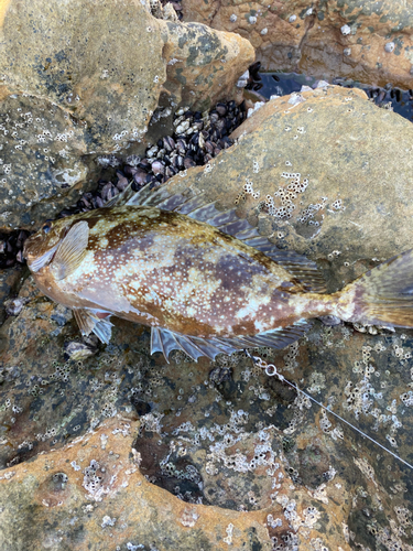 バリの釣果