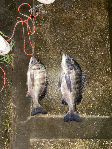 チヌの釣果