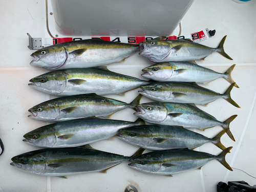 メジロの釣果