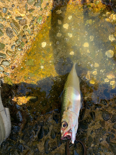 サバの釣果