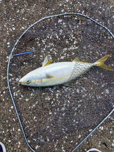 イナダの釣果