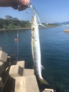 ヤマトカマスの釣果