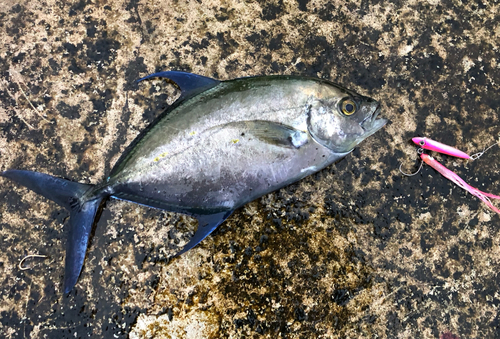 ナンヨウカイワリの釣果