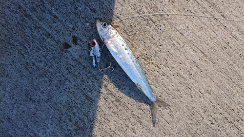 イワシの釣果