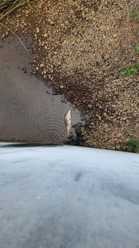 ニゴイの釣果