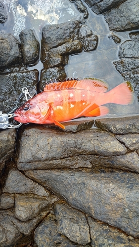 アカハタの釣果