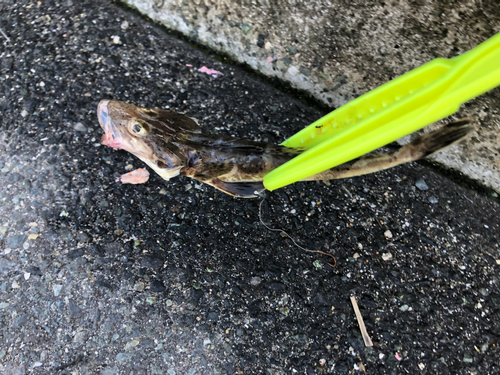 ハゼの釣果