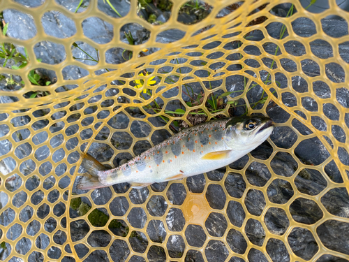 アマゴの釣果