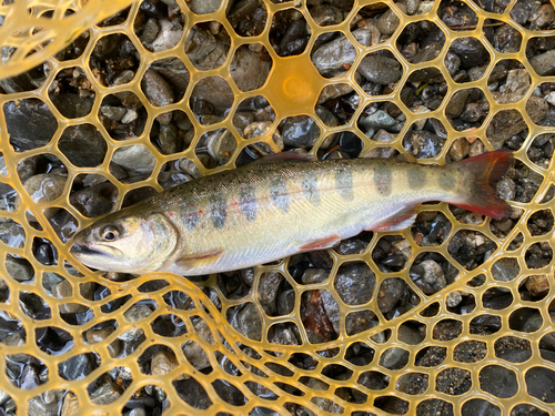 アマゴの釣果