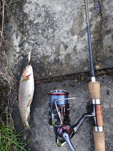 ニジマスの釣果