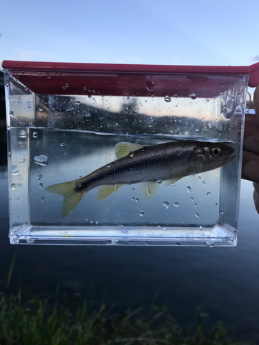 オイカワの釣果