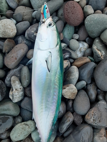 マルソウダの釣果