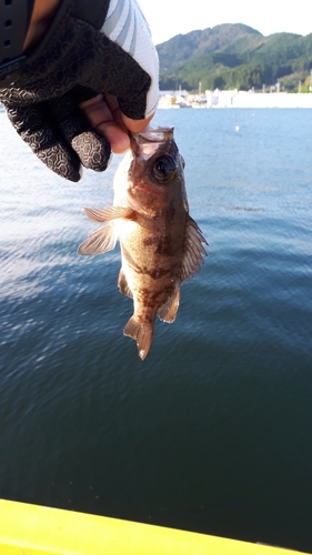 メバルの釣果