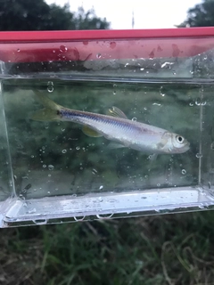 オイカワの釣果