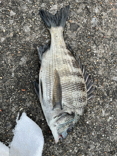 クロダイの釣果