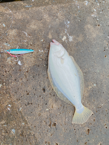 ソゲの釣果