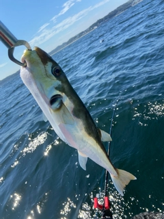シロサバフグの釣果