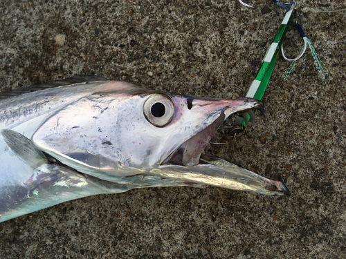 タチウオの釣果