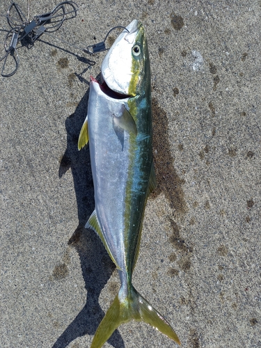 イナダの釣果