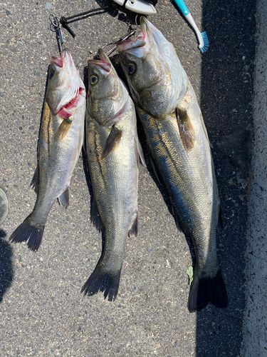 シーバスの釣果