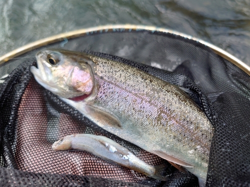 ニジマスの釣果