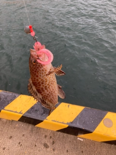 オオモンハタの釣果