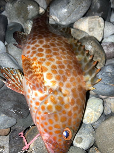 オオモンハタの釣果