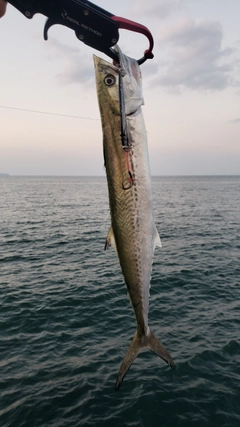 サゴシの釣果