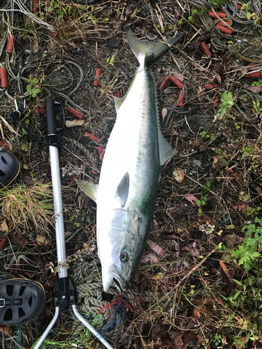 ブリの釣果