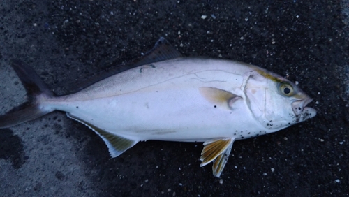 ショゴの釣果