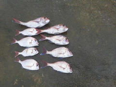 マダイの釣果