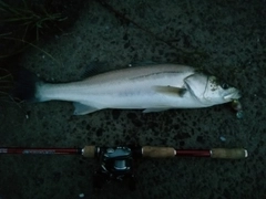 シーバスの釣果