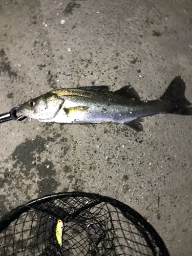 フッコ（マルスズキ）の釣果