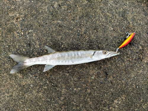 オニカマスの釣果