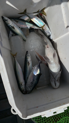 タイの釣果