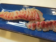 ボラの釣果