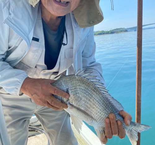 チヌの釣果