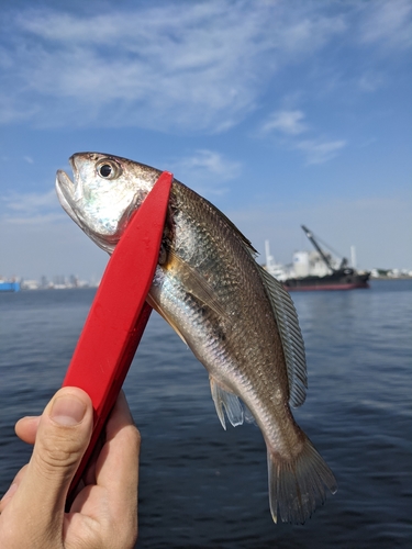 イシモチの釣果